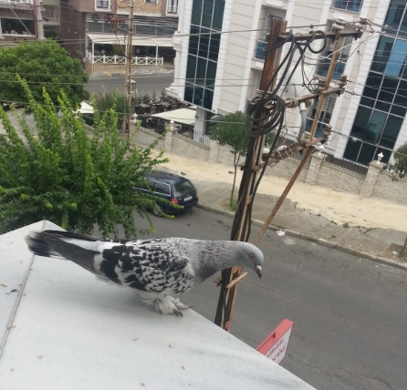 Temiz Bir Balkon İçin Kuş Kovucu Tavsiyeleri : Kapak Görseli